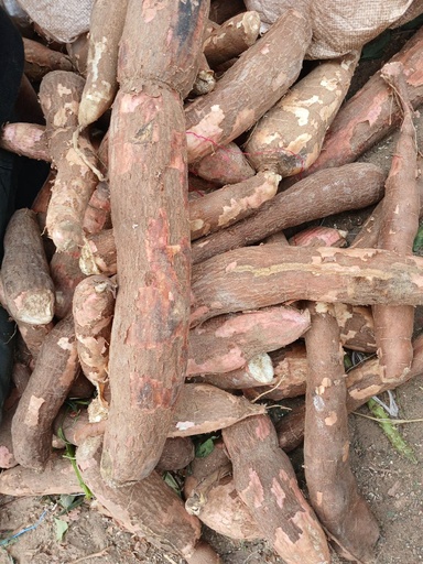 Manioc